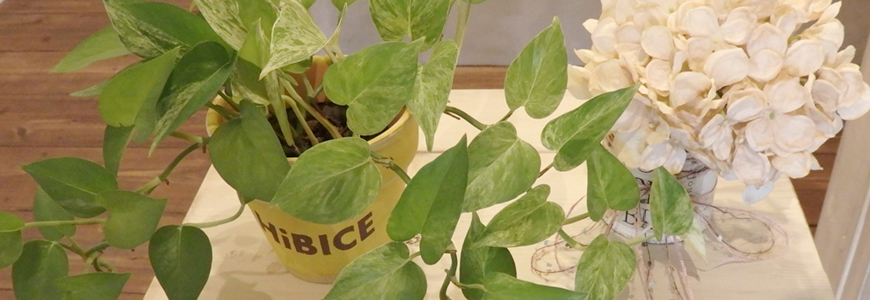 沖縄県石垣島のエステティックサロン「ハイビーチェ（HiBICE）」